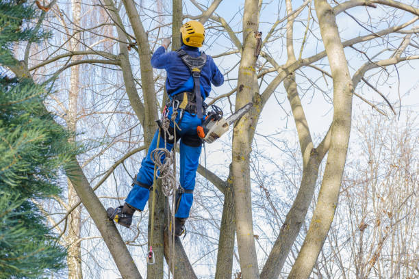 How Our Tree Care Process Works  in  Volga, SD